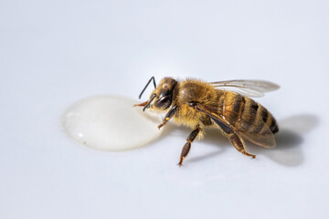 Healthy honey bee sucking a drop of honey