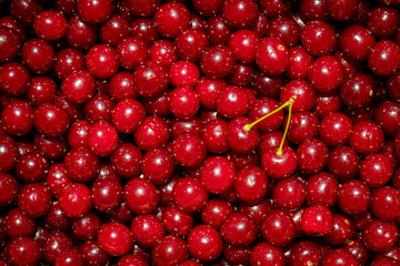 Background of ripe organic sour cherries in the sun