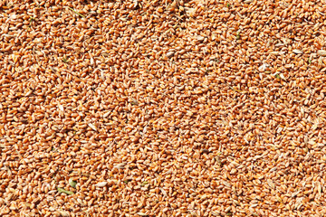Wheat grains in the form of an agricultural background. 