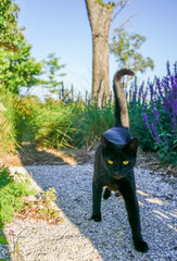 black cat on a path