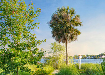 palm trees and birdhouse