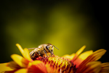 Bee on a orange flower collecting pollen and nectar for the hive