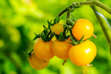 a bunch of yellow cherry tomatoes on a blurred green background