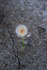 a dimly glowing dandelion grows out of a crack in the concrete. 
