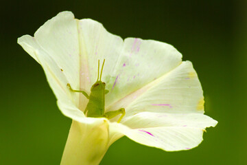 Grasshopper in a Morning Glory Flower