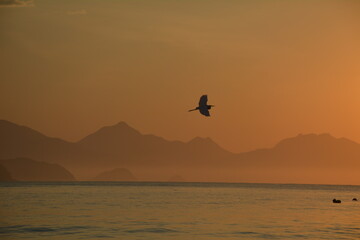 Fototapeta na wymiar water birds on the beach during sunset, orange scene