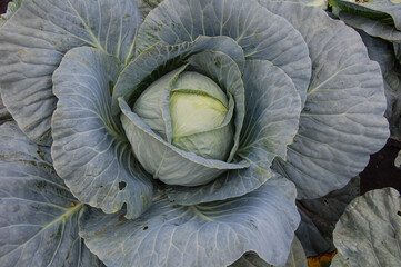Fototapeta na wymiar cabbage in the garden