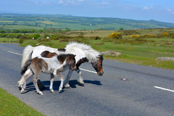 Mare with foal crossing Pork Hill Road on Whitchurch Common in Dartmoor National Park, Devon,...
