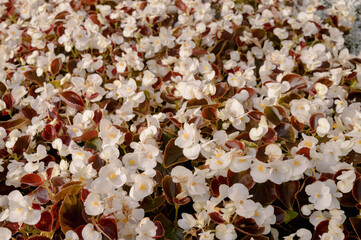 Floral background of white begonia on a lawn.