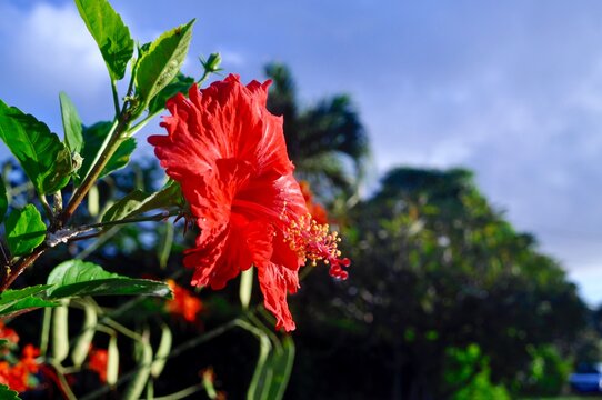 Red Hawaiian Flower