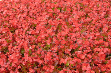 Floral background of red begonia on a lawn.