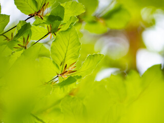 Fresh burst beech leaves against light sky