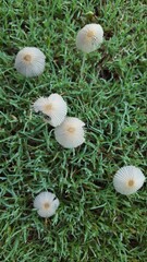 mushrooms in the grass