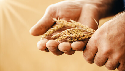 Close-up banner macro golden barley ears in hands of farmer in field. Concept nature sunlight background