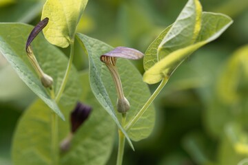 Flower of a round-leaved birthwort, Aristolochia rotunda