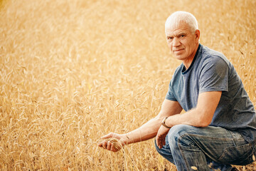 Barley ears in hands of farmer against background of golden field