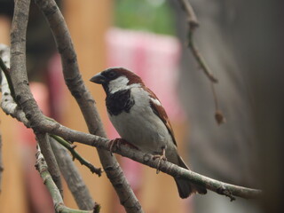 A Portrait Of A Sparrow