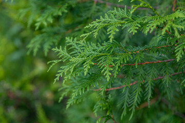 Close up view of beautiful green christmas leaves of Thuja occidentalis tree (also known as white cedar or eastern arborvitae) on green background. Selective  focus. Oriental garden plants theme.