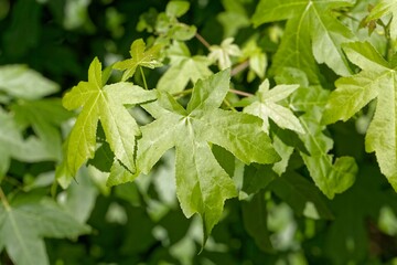 Leaves of an American sweetgum, Liquidambar styraciflua