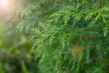Close up view of beautiful green christmas leaves of Thuja occidentalis tree (also known as white cedar or eastern arborvitae) on green background. Selective  focus. Oriental garden plants theme.