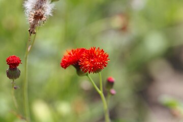 Flower of a Tasselflower, Emilia coccinea
