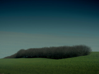 misty morning in the field