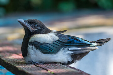 Magpie lies on a bench and looks at the photographer. Common magpie. City birds.