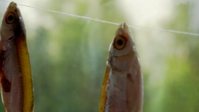 salted river fish dried hanging on a rope.close-up.