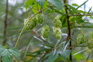 Close up view of common hop (Humulus lupulus) green cone shaped fruits on the branch of plant. Selective focus. Blurred background. Brewing ingredient production theme.