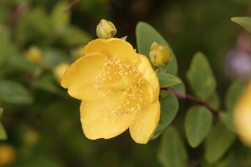 Hooker's St. John's Wort, Hypericum hookerianum