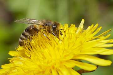 macro bee on a dandelion