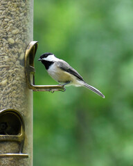 Adult black-capped chickadee perched on a seed feeder