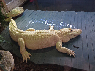 White American alligator at Gatorland, Florida.