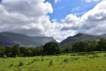 welsh valey livestock