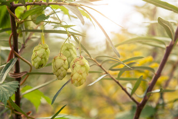 Close up view of common hop (Humulus lupulus) green cone shaped fruits on the branch of plant. Selective focus. Blurred background. Brewing ingredient production theme.