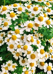 The bright colors of daisies are reminiscent of warm summer