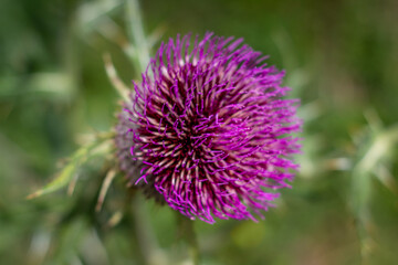 Gewöhnliche Kratzdistel Cirsium vulgare, Lanzett-Kratzdiestel niemand