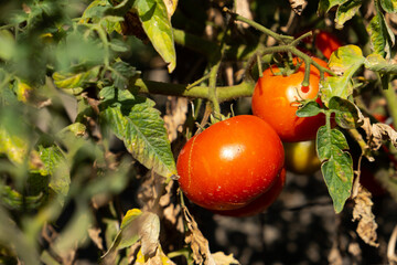 Ripe garden tomatoes ready for picking.