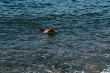 The dog bathes in a clear pond and brings a branch. A red-and-black German shepherd is swimming in the sea and playing with a stick.