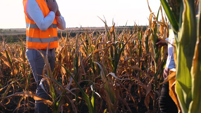 Drought-affected cornfield. Global warming concept.