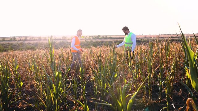 Large frame with two agronomists inspecting the cornfield severely affected by the drought