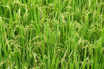 Close-up to paddy rice field background.