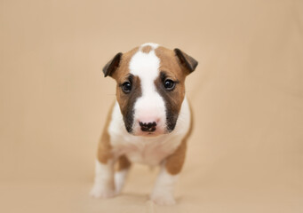 bulterrier puppy