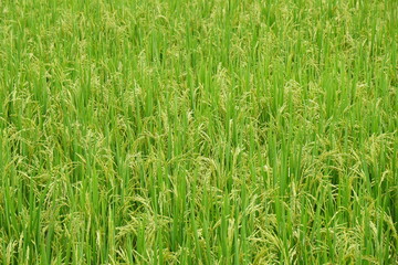Close-up to paddy rice field background.