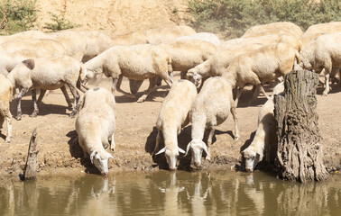 Sheep on a watering hole. Sheep drinking water on the shore of the lake. Animals graze in the meadow. Pastures of Europe.