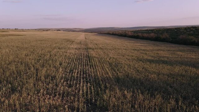 Drone video of a corn field severely affected by the drought of 2020.