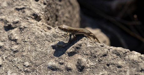 The sand lizard (Lacerta agilis) is a lacertid lizard. Macro/close-up shot of a baby reptile.