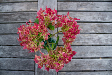 pink hydrangea flower in autumn on a wooden table