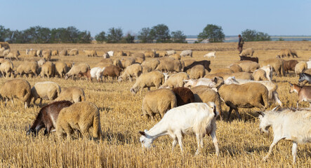 A herd of goats and sheep. Animals graze on the stubble of wheat. Round bales of straw in the field.