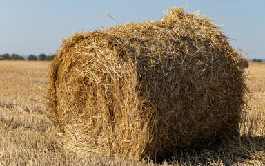 Wheat harvesting. Round bales of straw in the field.